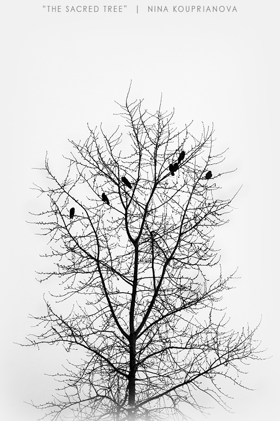 bird tree 3 850 px url.jpg