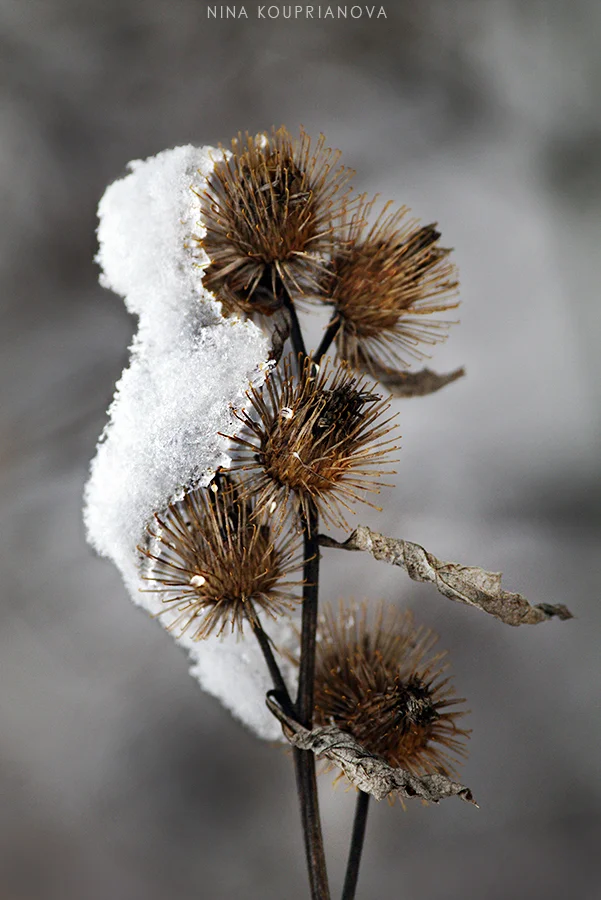 burs 1 900 px url.jpg