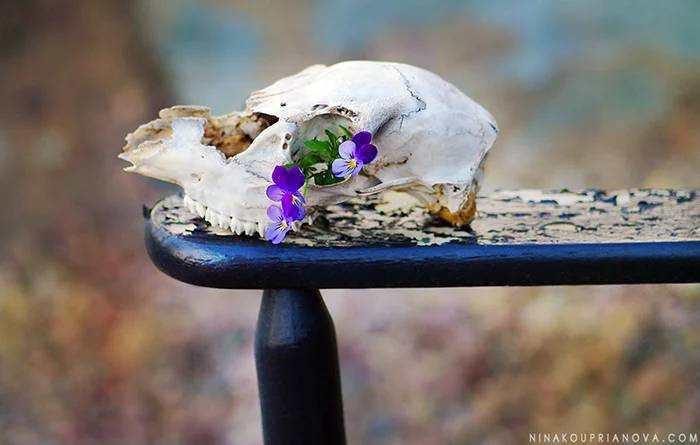 skull on chair background 700 px with url.jpg