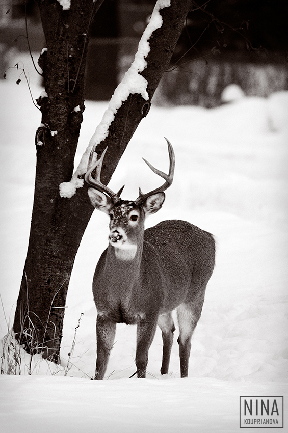 stag in snow duo 850 px url.jpg