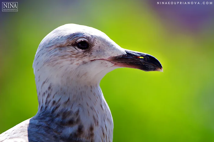 gull closeup estonia 700 px with url.jpg