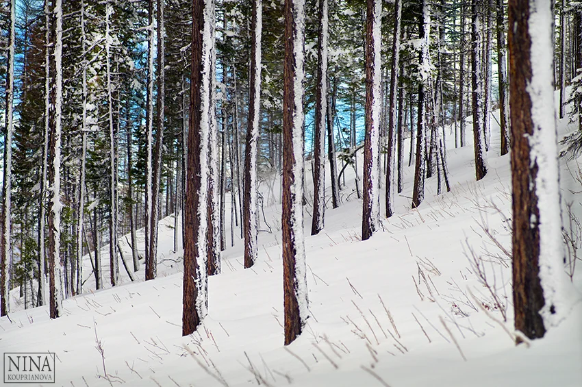 trees winter woods 850 px url.jpg