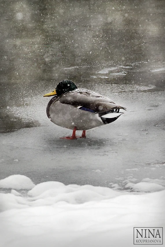 ducks in snow 2 850 px url.jpg