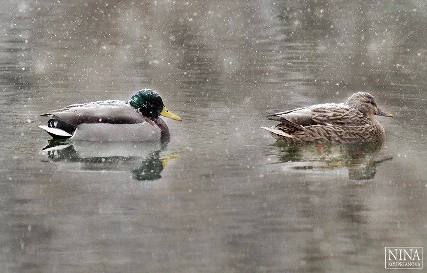 ducks in snow 3 850 px url.jpg