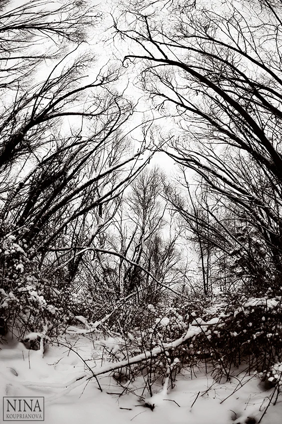 trees reaching snow 1 duo 850 px url.jpg