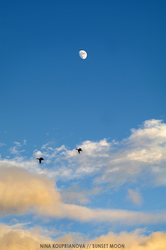moon and birds 850 px url.jpg
