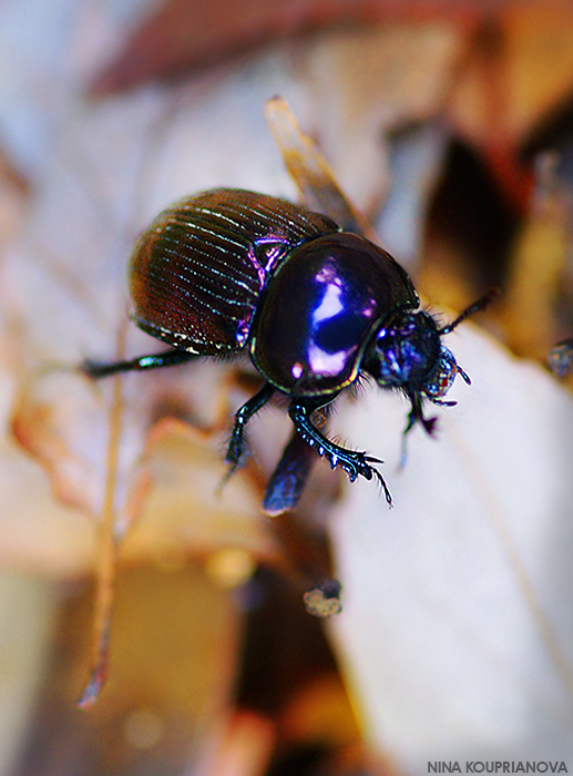 beetle at takao san 700 px url.jpg