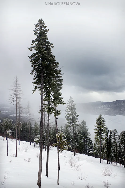 mountain winter gray 1 800 px url.jpg