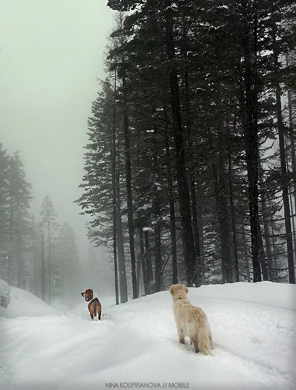 roediger snow fog 800 px url.jpg
