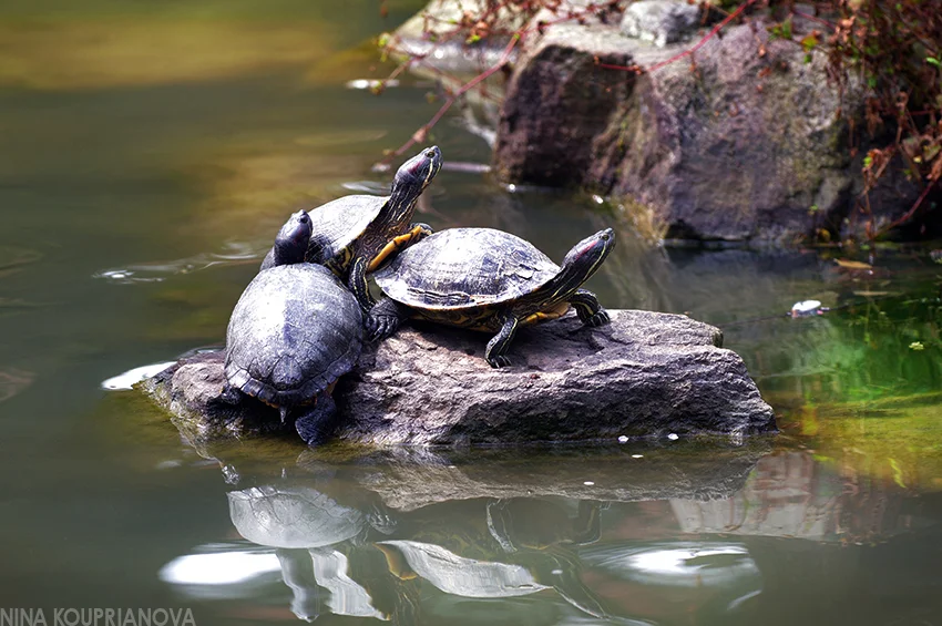 turtles sunbathing dazaifu 850 px url.jpg