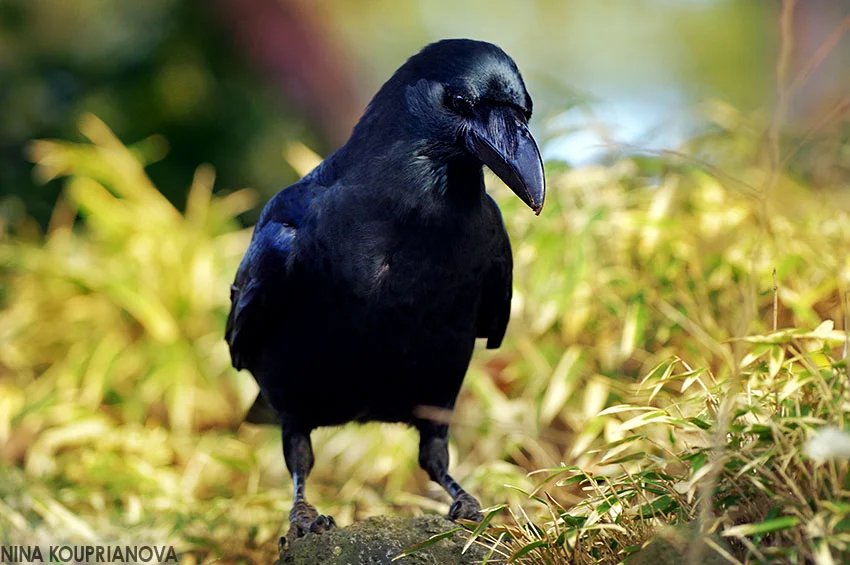 crow portrait 850 px.jpg