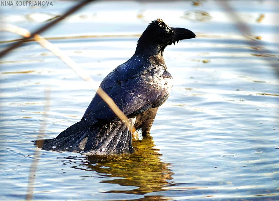 crows in water 5 900 px url.jpg