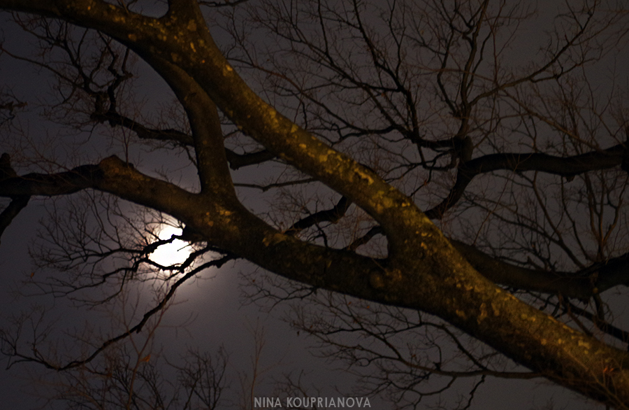 tokyo moon trees 2 900 px url.jpg
