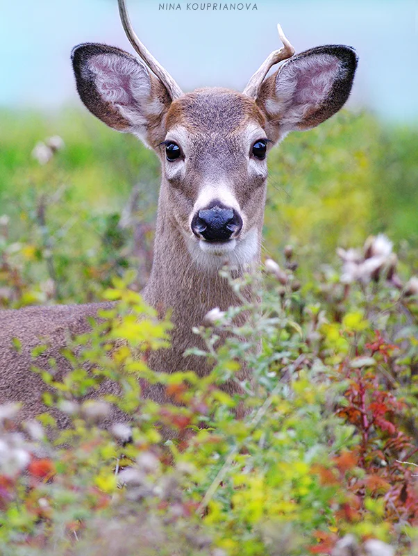 buck 1 800 px.jpg