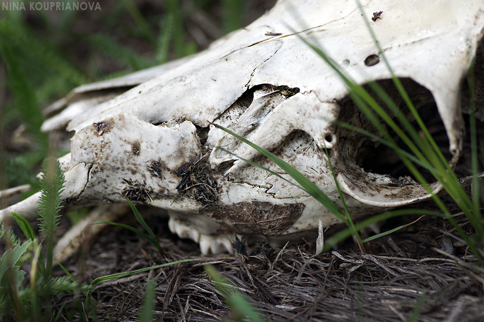 skull closeup in grass 950 px url.jpg