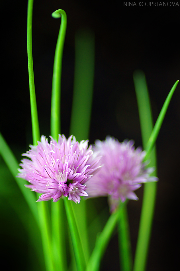 chives 950 px url.jpg