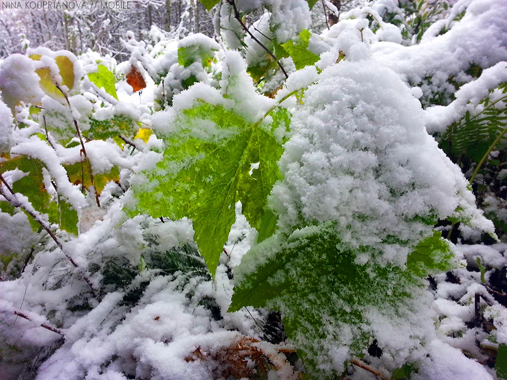 many glacier 2014 g 1000 px.jpg