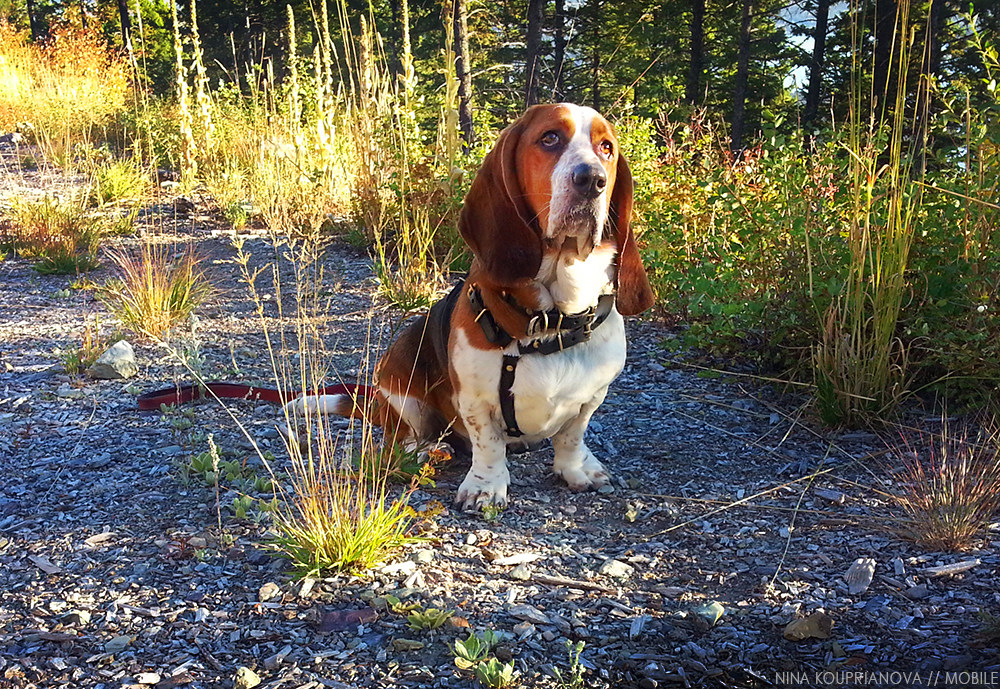 20140920_181200 1000 px.jpg