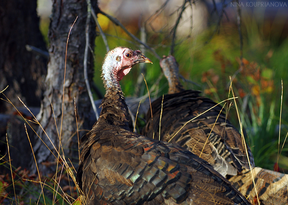 turkeys 4 1000 px url.jpg