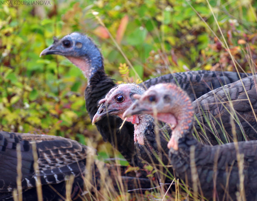 turkeys 6 1000 px url.jpg