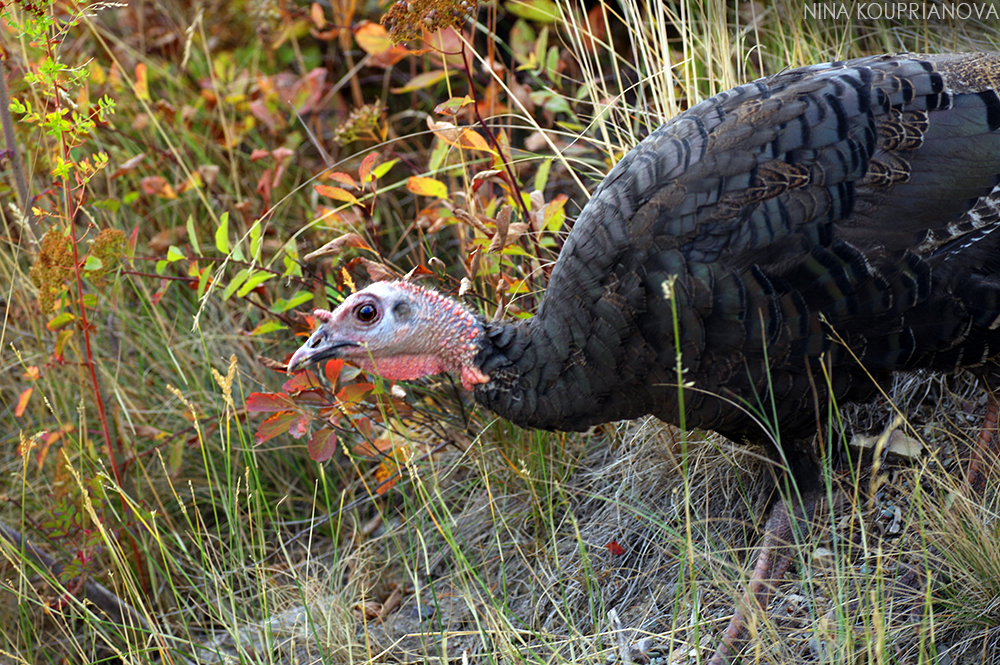 turkeys 7 1000 px url.jpg