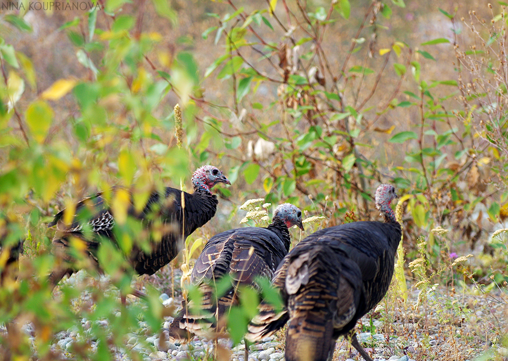 turkeys 10 1000 px url.jpg