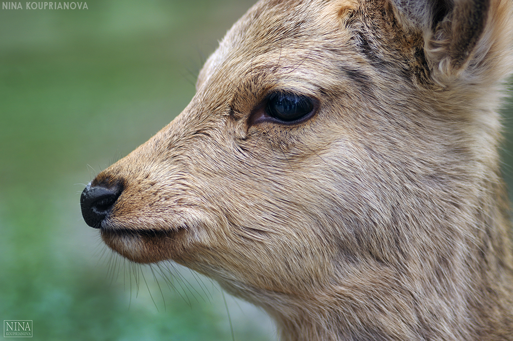 Portrait of a Deer