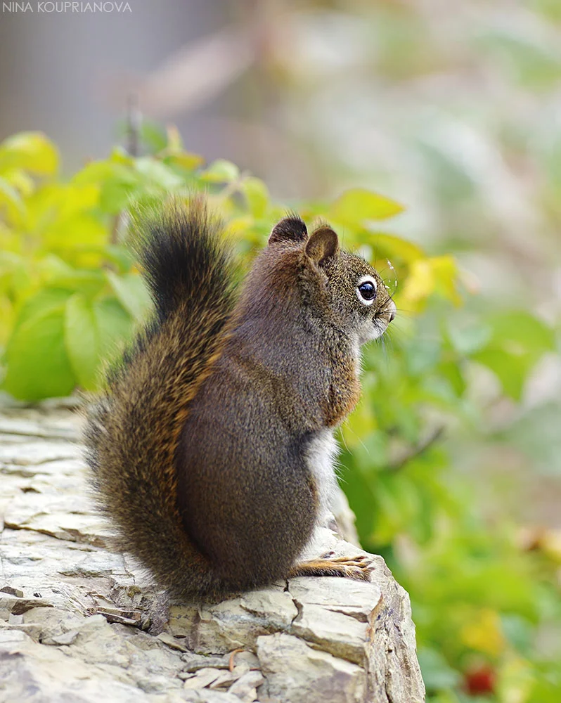squirrel autumn 1 vertical 1000 px url.jpg