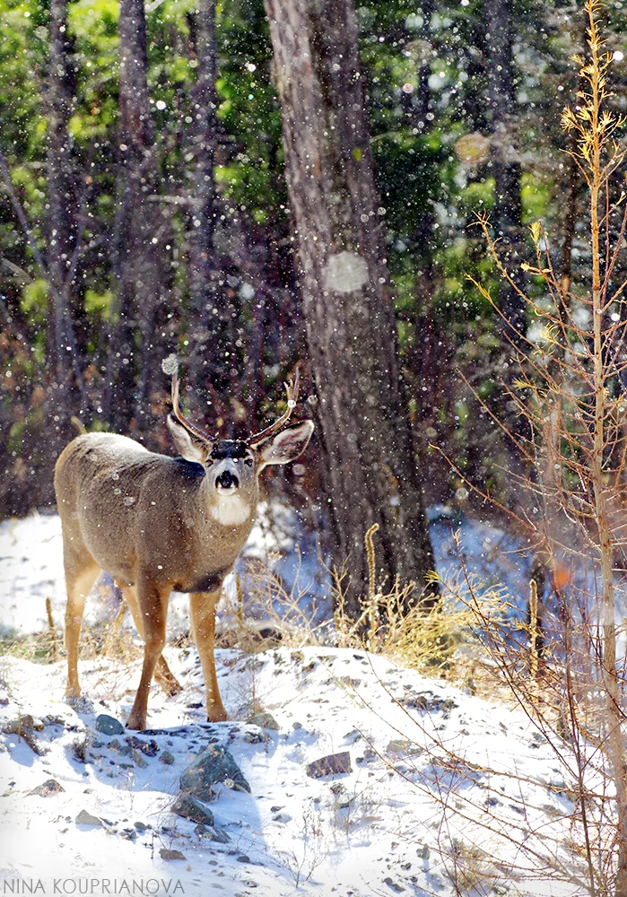 mule deer snowfall 3 1000 px.jpg