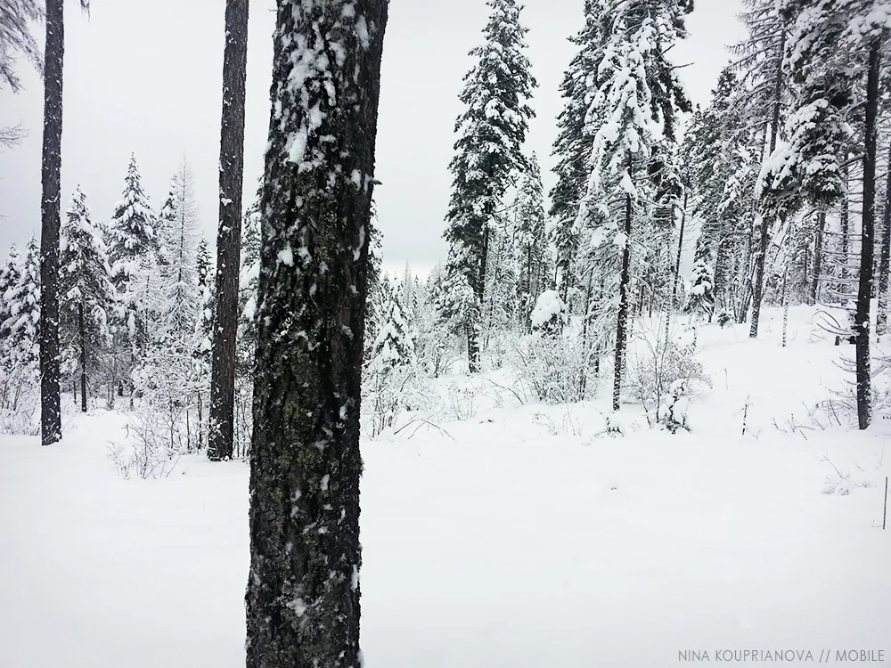 black and white winter 1 1000 px.jpg