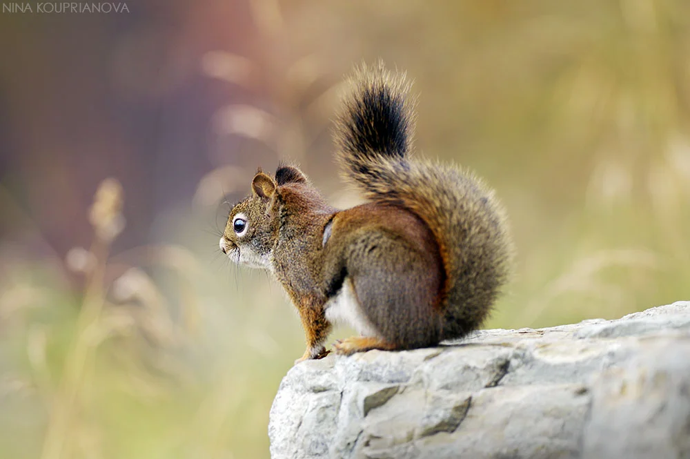 squirrel autumn 4 1000 px url.jpg