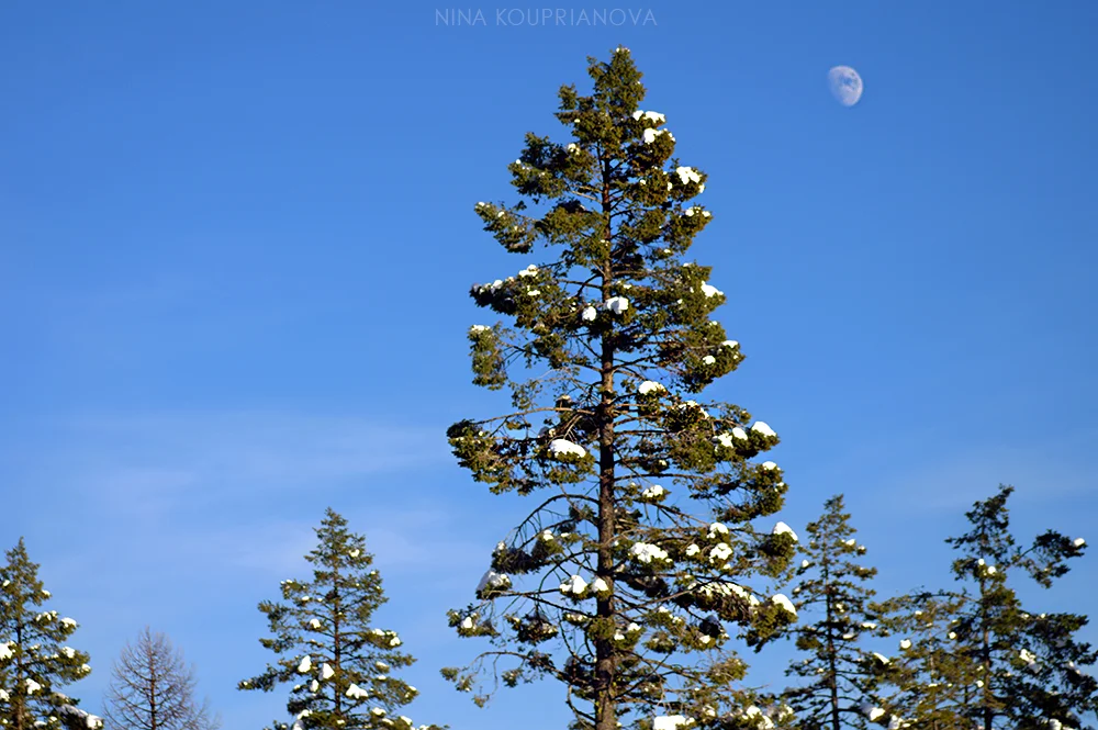moon over forest 2 1000 px.jpg