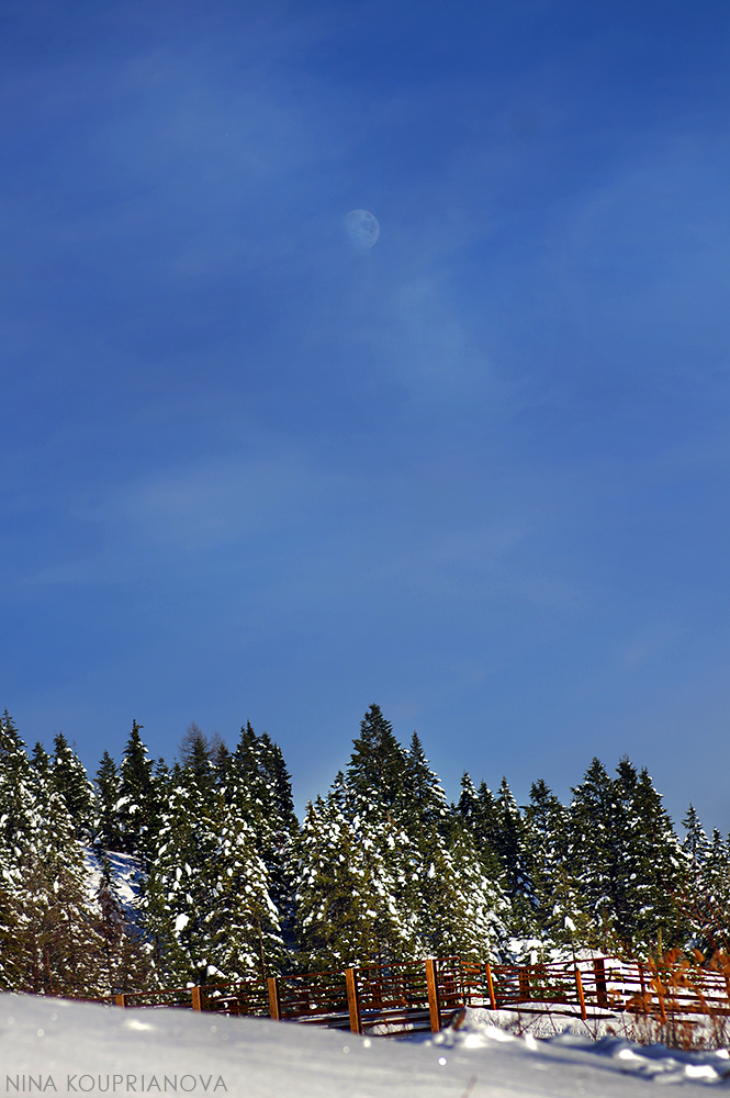 moon over forest 1000 px.jpg