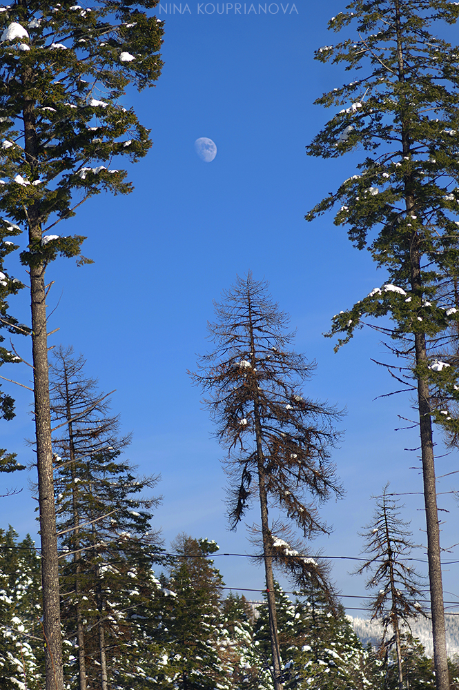 moon over forest 3 1000 px.jpg
