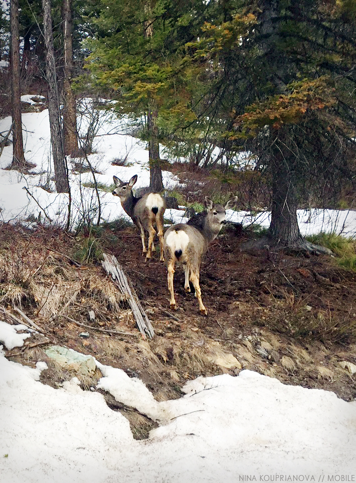 deer mobile 1 cropped.jpg