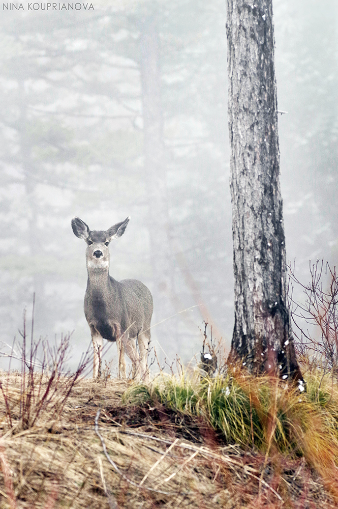deer in fog v2 url 1000 px.jpg