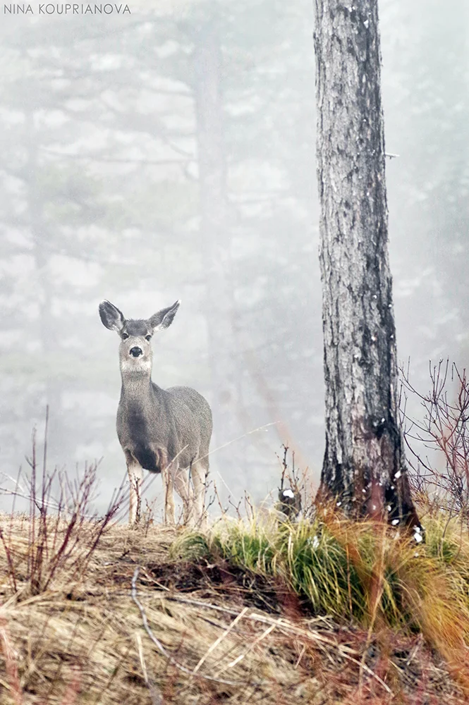 deer in fog v2 url 1000 px.jpg