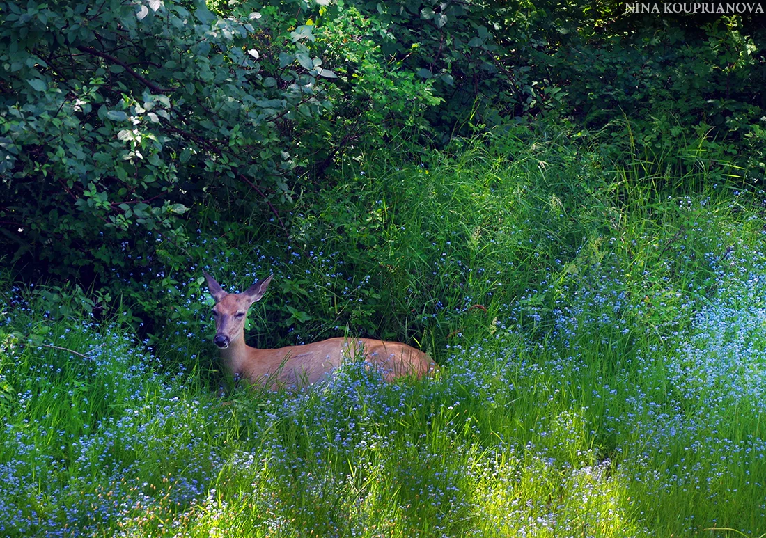 deer shade 3 1100 px.jpg