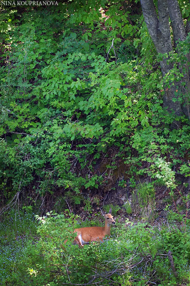 IMGP5982 1000 px.jpg