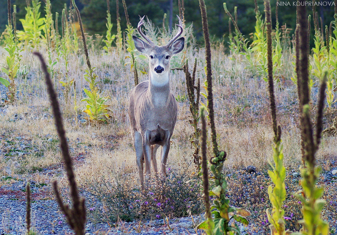 deer antlers october 5 cropped v2 1100 px.jpg