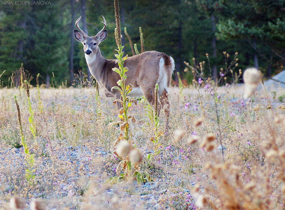 deer antlers october 6 1100 px.jpg