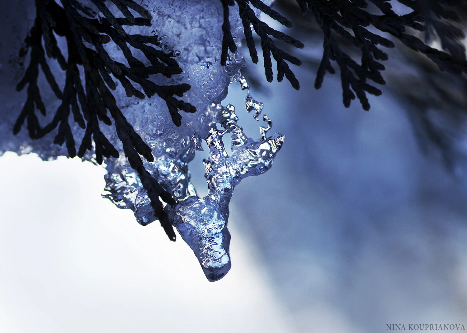 macro ice 2016 a 1500 px.jpg