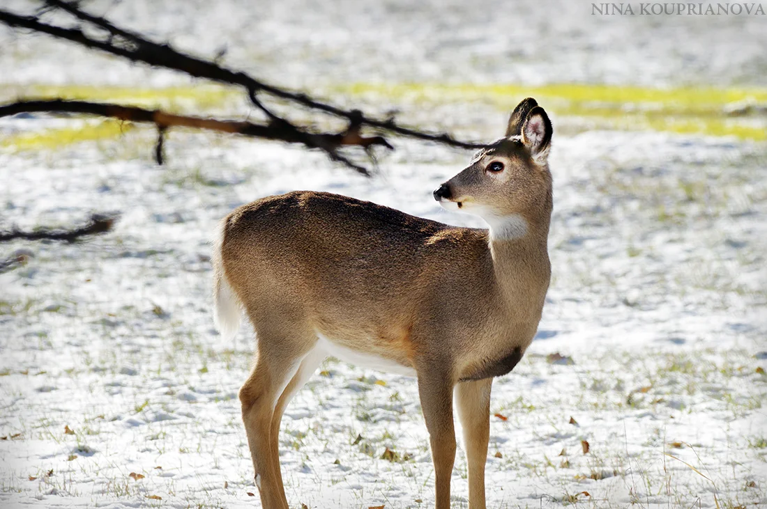 deer snowfall 2015 1000 px.jpg