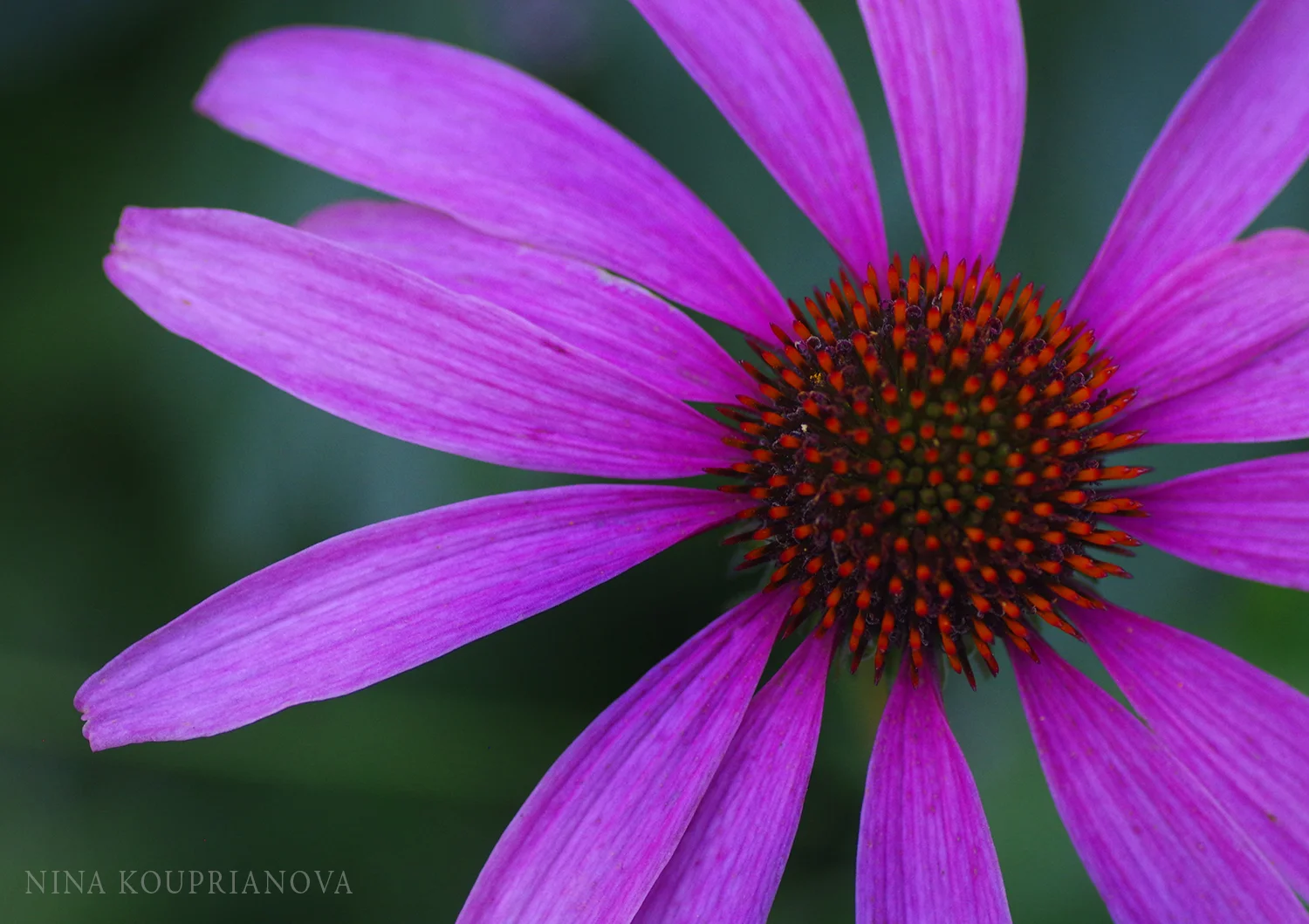 pink and orange flower 1500 px.jpg