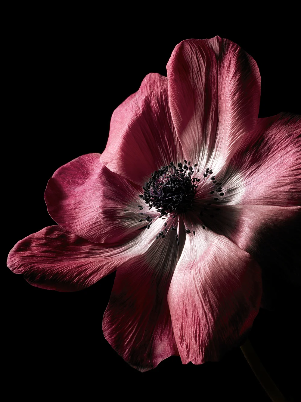 anemoneCoronaria_01.jpg