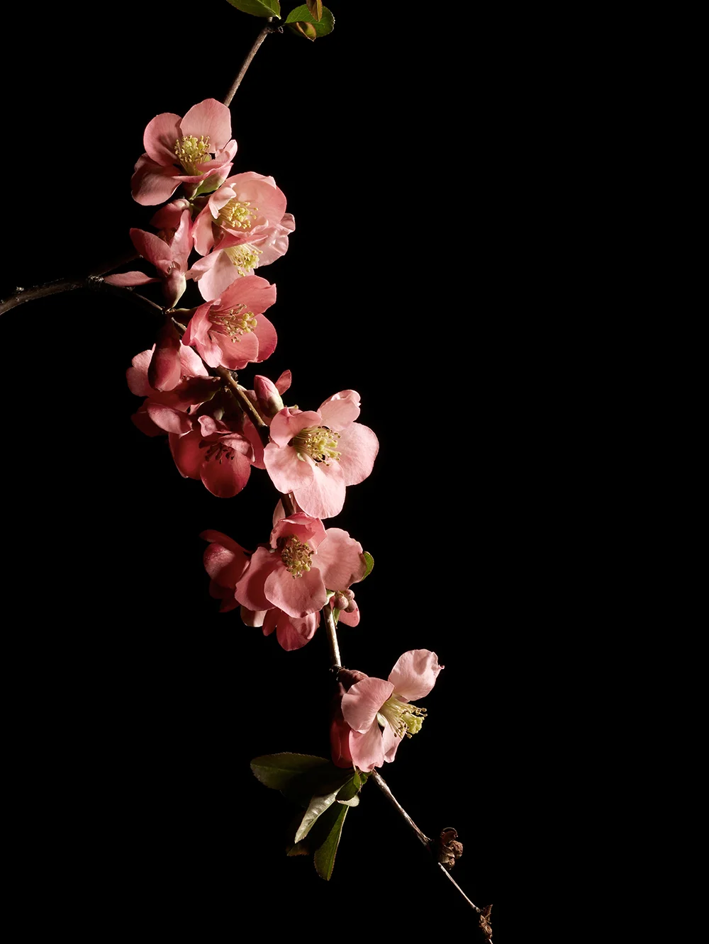 appleBlossom.jpg