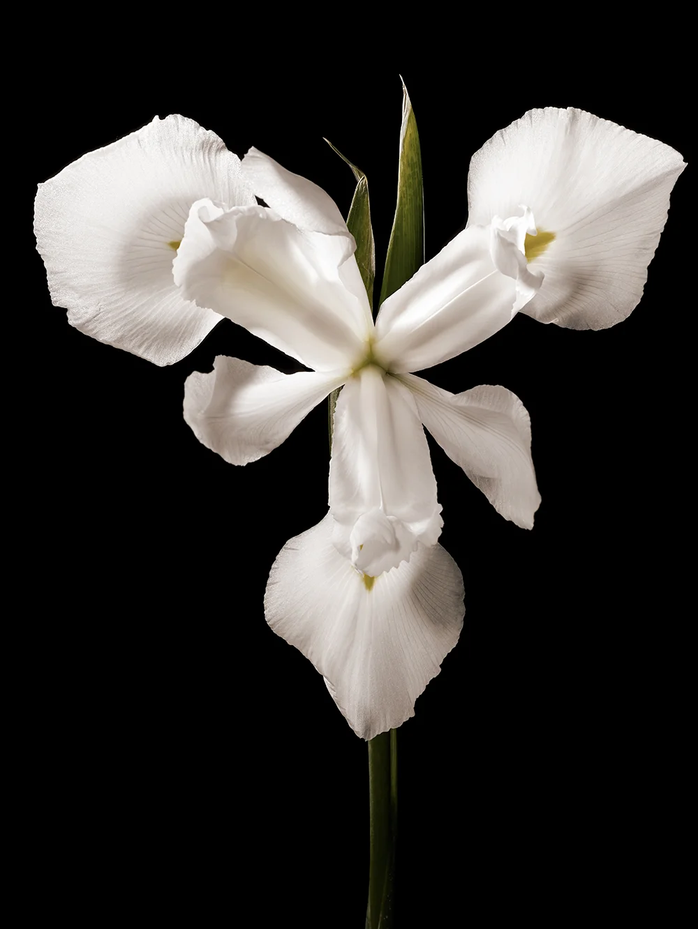 irisWhite.jpg