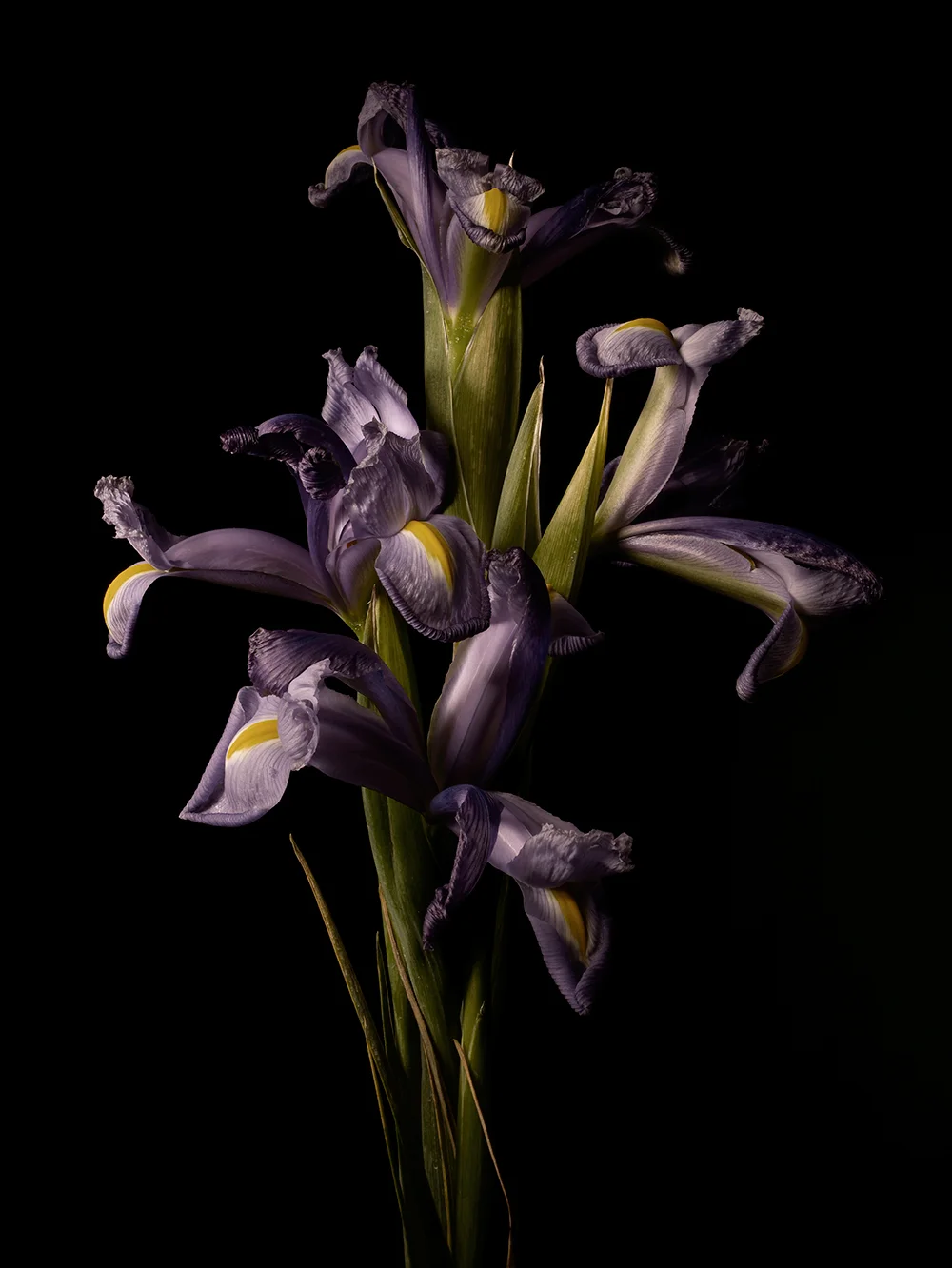 irisPurple.jpg