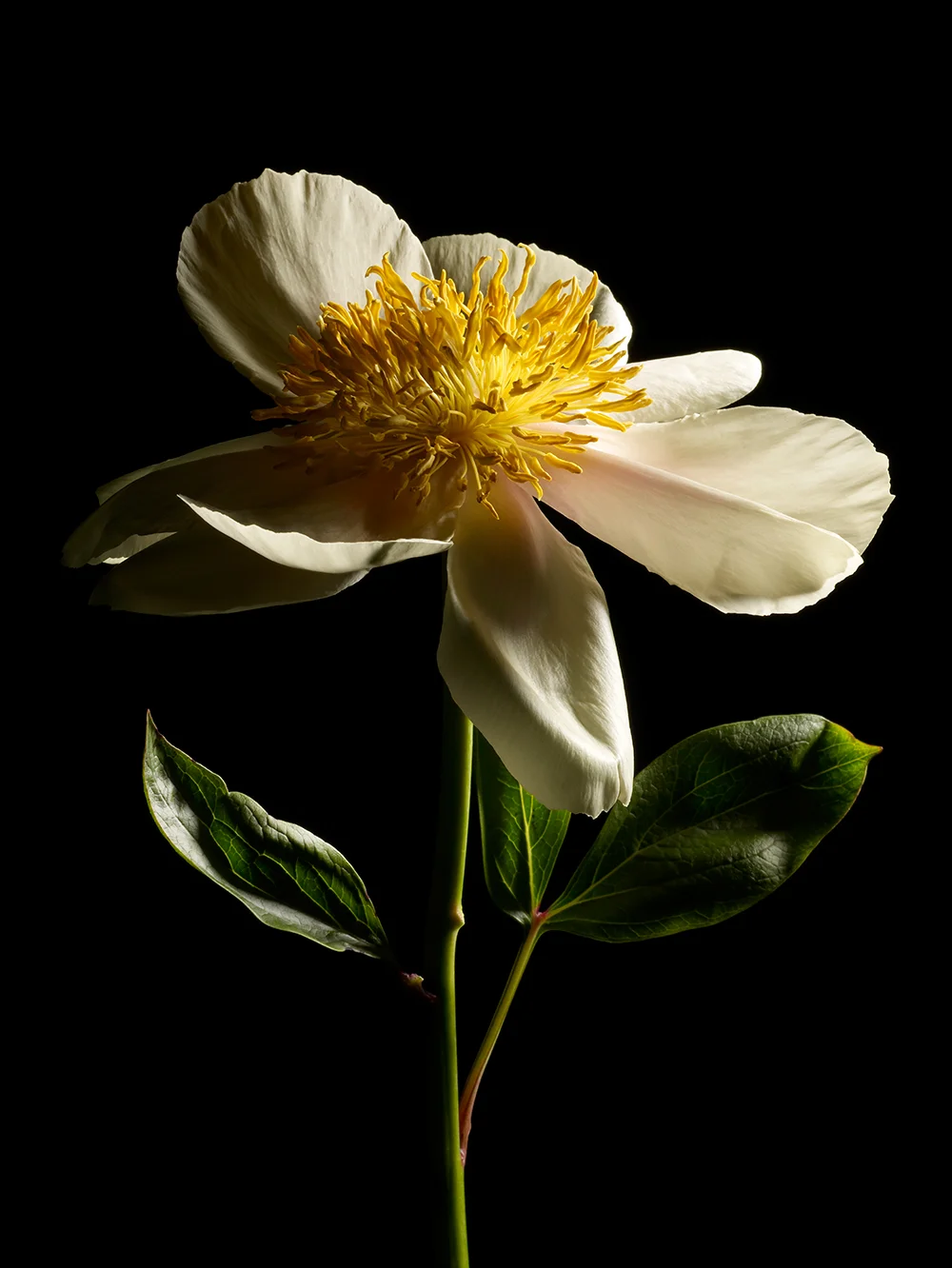 peony_04.jpg