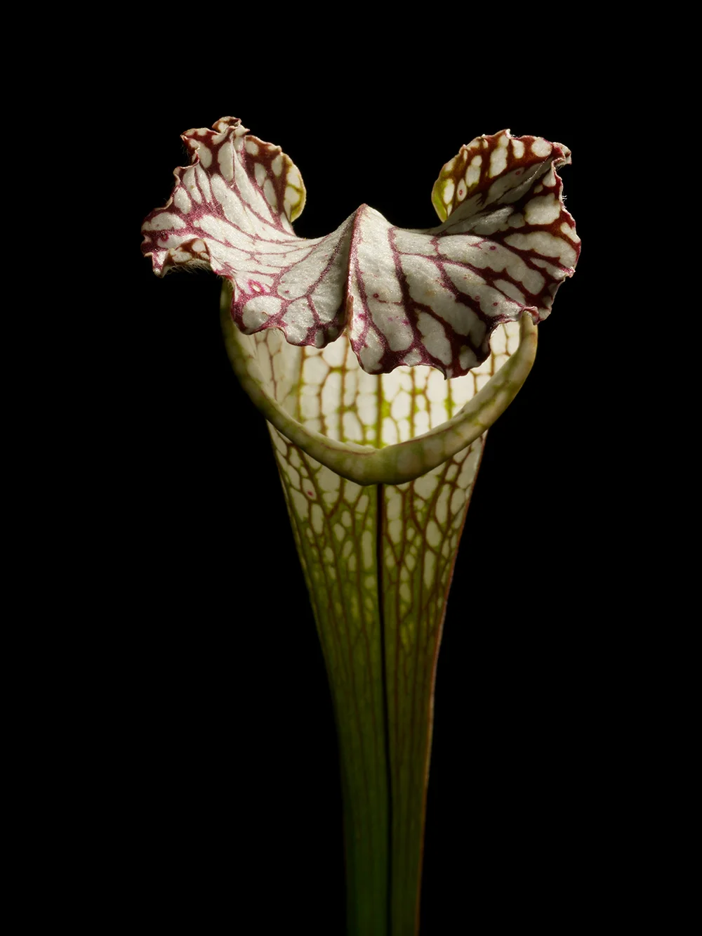 SarraceniaLeucophylla_01.jpg